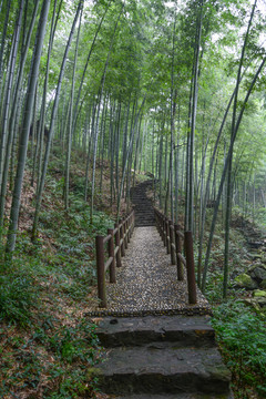 江苏宜兴竹海风景区夏日迷人风光