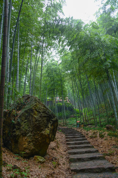 江苏宜兴竹海风景区夏日迷人风光