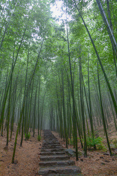 江苏宜兴竹海风景区夏日迷人风光