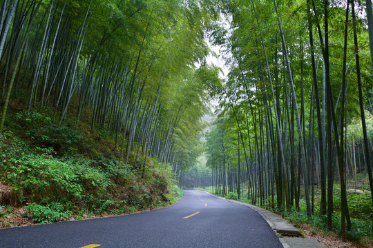 江苏宜兴竹海风景区夏日迷人风光