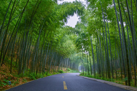 江苏宜兴竹海风景区夏日迷人风光