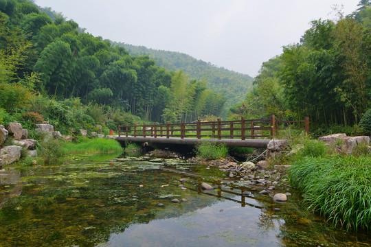 江苏宜兴竹海风景区夏日迷人风光