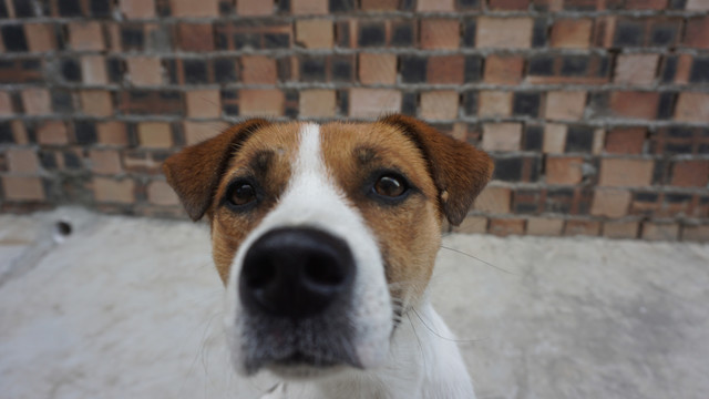 狗