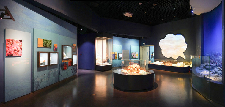 珊瑚标本展厅设计