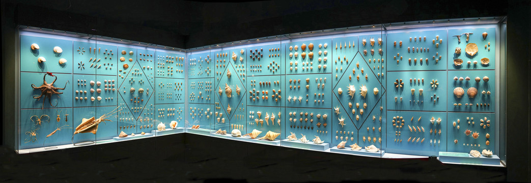 贝壳标本展厅设计