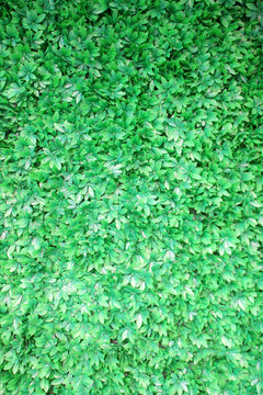 绿化墙