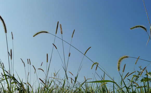 野草