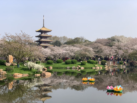 武汉东湖樱花园