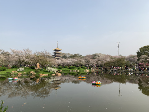 武汉东湖樱花园