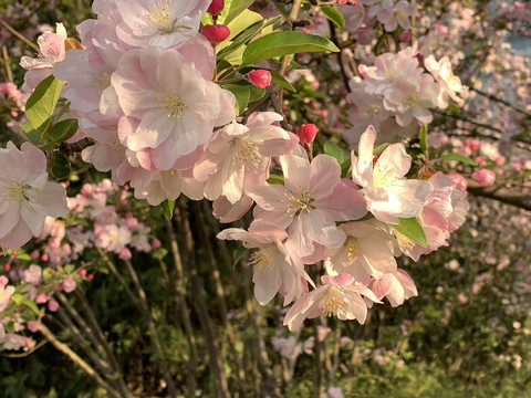 北京中关村的海棠花