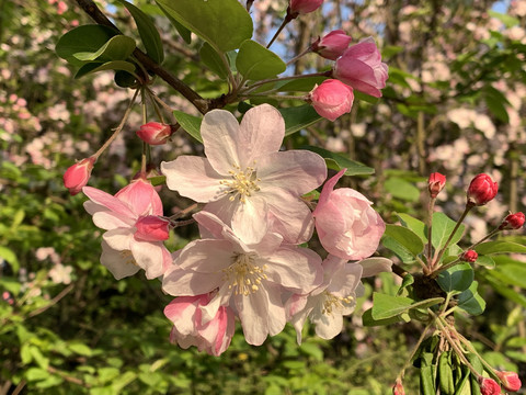 北京中关村的海棠花