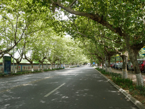 梧桐树街道