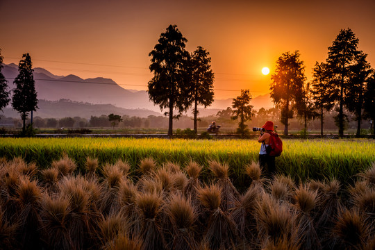 黄昏拍摄稻田的女摄影师