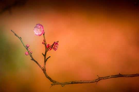 意境梅花