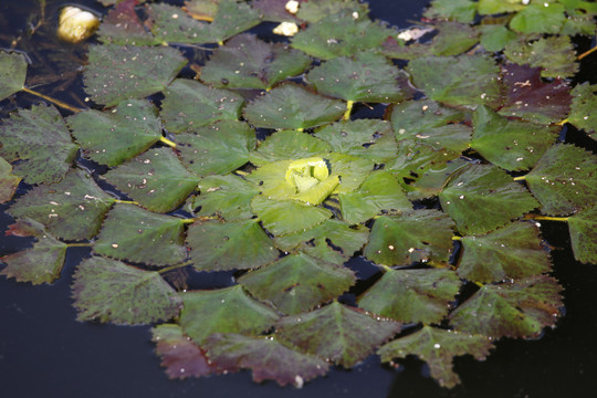 菱角水生浮生野生植物