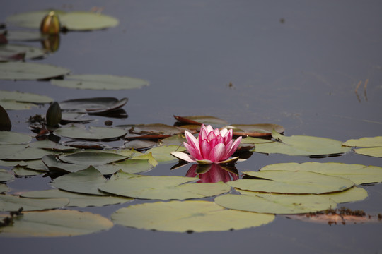 睡莲水中花小莲花浮生于水木兰纲