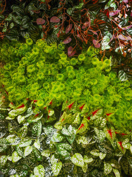 绿植花植墙