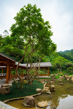 广西高峰森林公园生命河谷