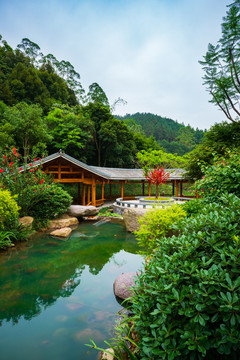 广西高峰森林公园生命河谷