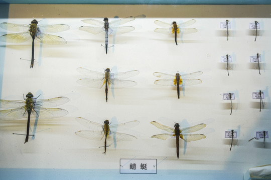 蜻蜓标本