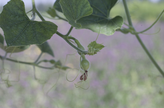 小葫芦