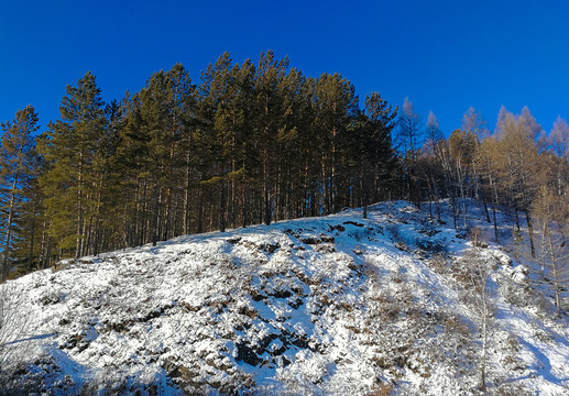 冬季山顶松树林