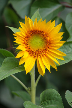 太阳花