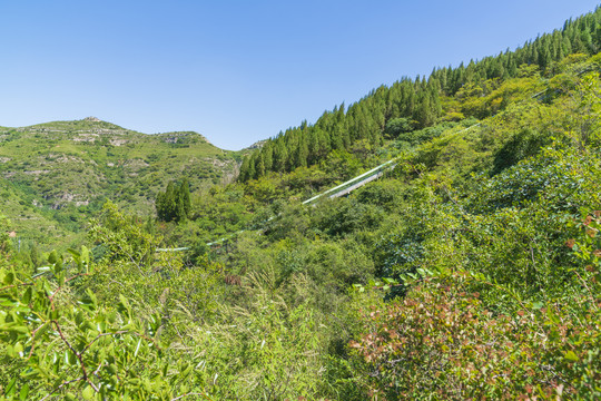 林间滑道