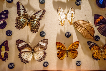 各种蝴蝶标本