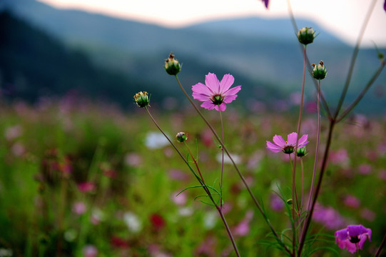 格桑花