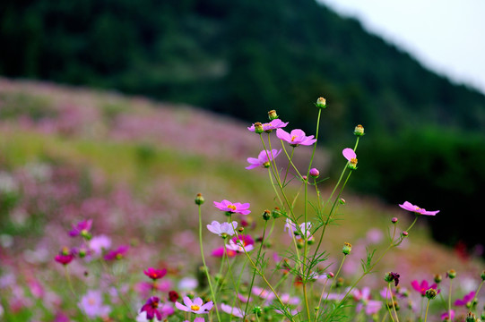 格桑花