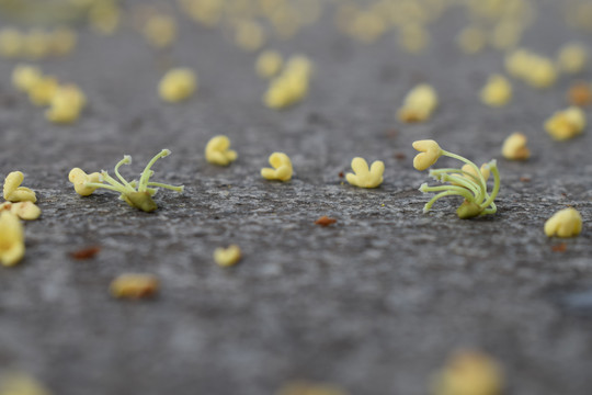 桂花落花落叶