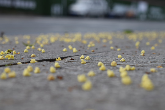 桂花落花落叶