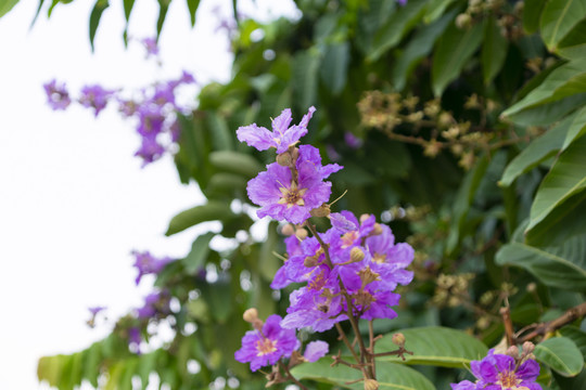 紫薇花