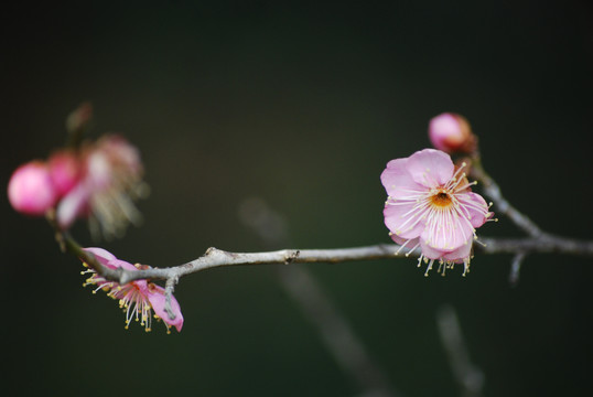 南京梅花山梅花