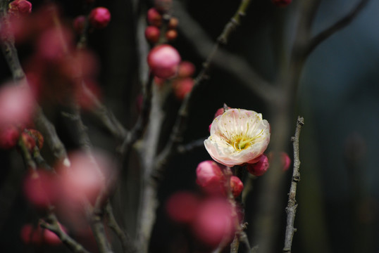 南京梅花山梅花