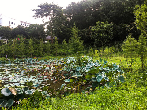 清晨的湿地公园