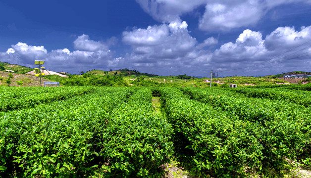 乡村振兴茶园种植基地