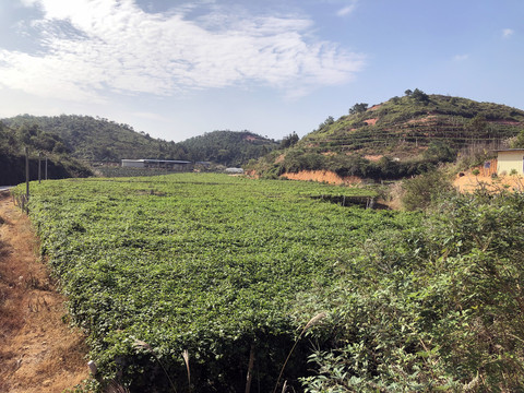 火龙果百香果种植基地