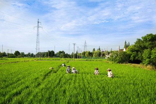 农民在稻田人工除草