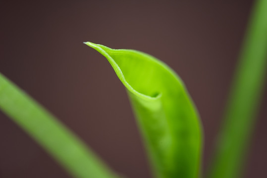 绿叶植物微距特写