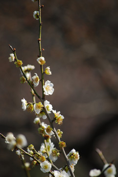 春花烂漫