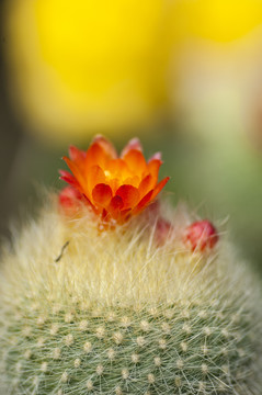 仙人球花