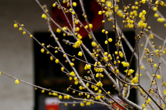 腊梅花