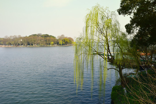 西湖垂柳