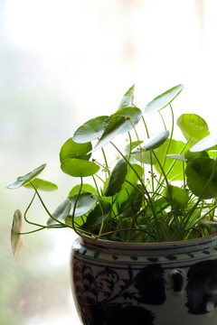 观赏植物铜钱草