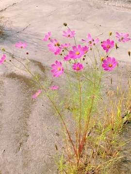 格桑花