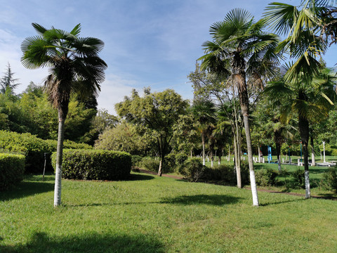 草地上的棕榈树