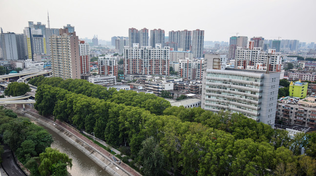 城市高楼和行道树