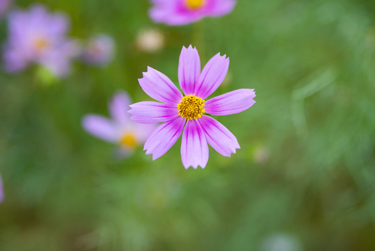 济南格桑花